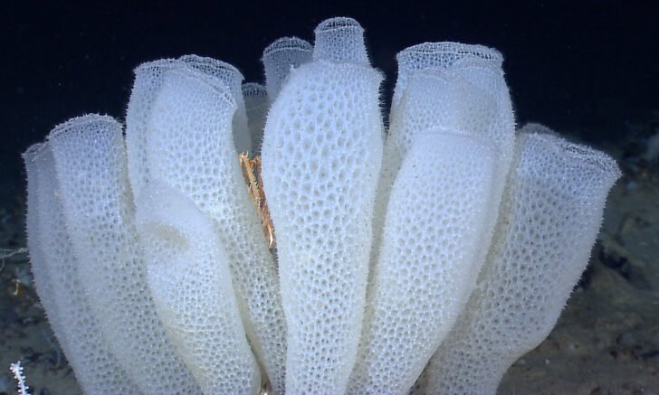 Sponges-Porifera body structur how do porifera sponges move around